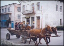 romanian horse