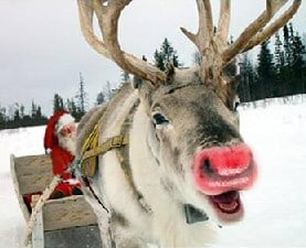 Real Rudolph Reindeer