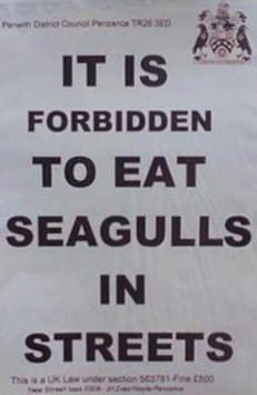 eat seagulls