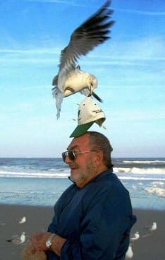 seagull hat