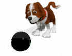 dog with ball gif