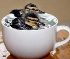 duck in cup