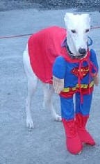 dog dressed as superman