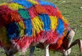 tartan sheep