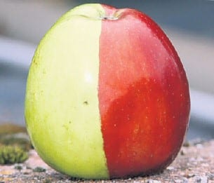 apple