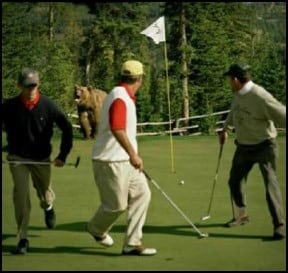 Bear on golf course