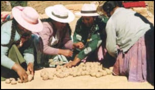 Bolivia Potato farmers