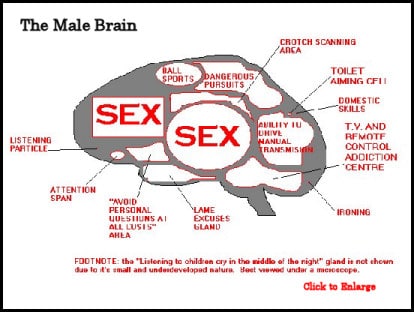 male brain