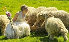 bride and sheep