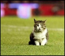 cat on football pitch