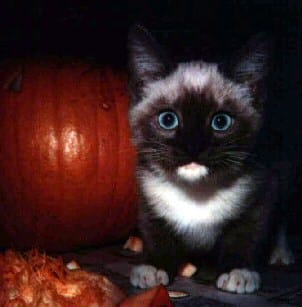 Cat and pumpkin