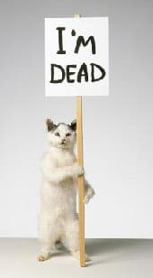 Cat with I'm dead sign