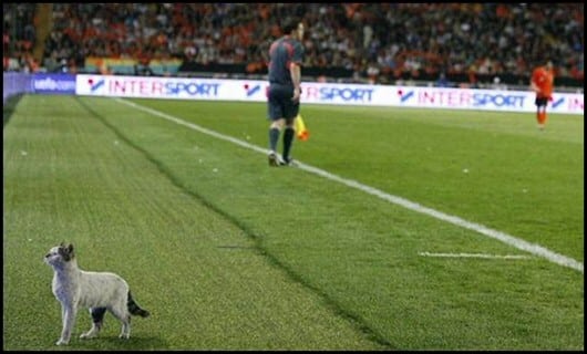 cat on soccer pitch