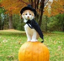 cat in witch costume