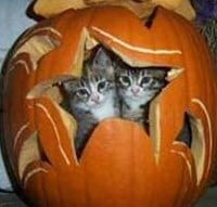 kittens inside pumpkin