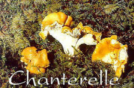 Chanterelle