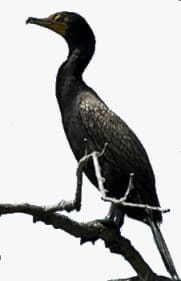 Cormorant Bird