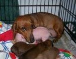 Dachshund with pig