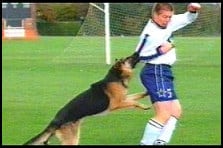 Dog bites footballers