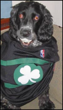 Dog shamrock