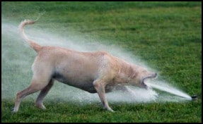 water spraying dog