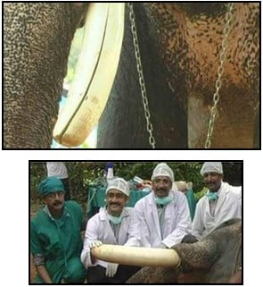 Elephant dentist