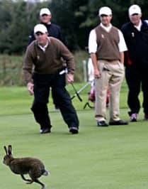 Hare on golf course