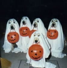 Dogs in ghost costumes