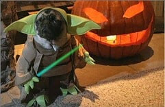 Dog in Yoda costume