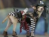 Halloween dog pirate