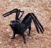 Halloween spider