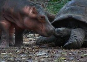 Hippo licking Tortoise
