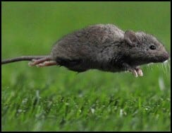 Mouse on soccer pitch