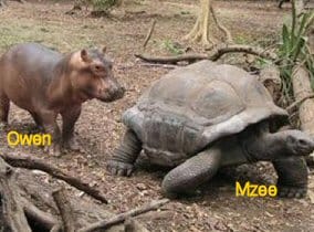 Hippo and Tortoise