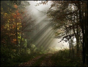 Light shining through trees