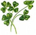 Shamrock