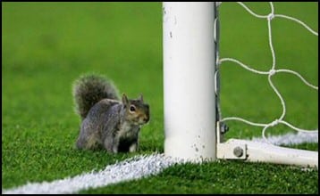 Squirrel on soccer pitch