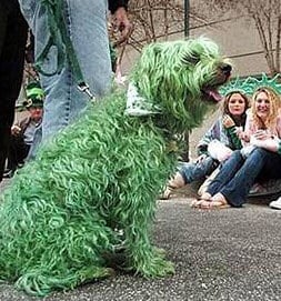 Green dog