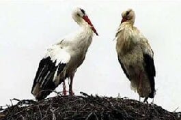 pair of storks