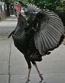 Turkey strutting in street