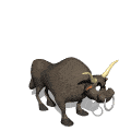 Bull Gif