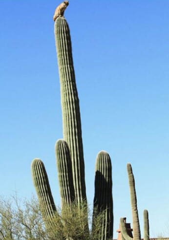 Cat on Cactus