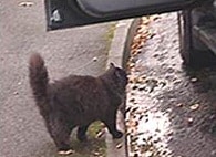 cat entering car