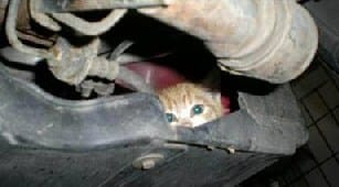cat inside exhaust