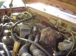 Dog in Engine