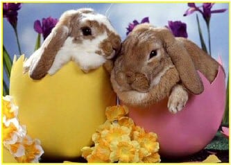Easter bunnies