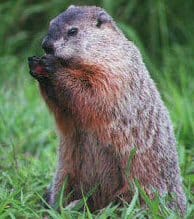 Groundhog
