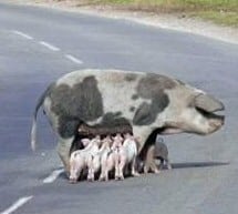 pigs