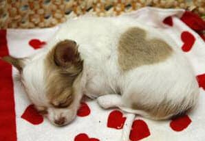 valentine puppy