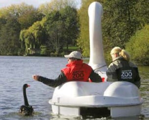 Swan and pedal boat